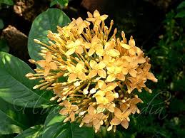 Image result for Ixora coccinea