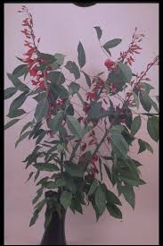 Image result for Erythrina crista-galli