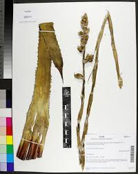 Image result for Bergia salaria