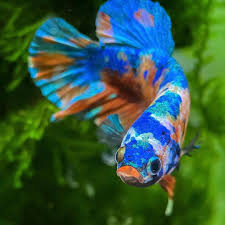 Perfect Blue Plakat Betta Fish In 2020 Betta Fish Tropical Fish Aquarium Betta Fish Types