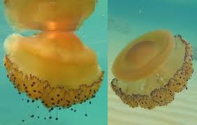 It's easy to see where fried egg jellies get their name from. Do Not Be Afraid Of This Big Jellyfish It Is Harmless And Does Not Sting Tvm News