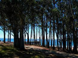 William randolph hearst memorial beach. Sycamore Grove At William Randolph Hearst Memorial State Beach Mapio Net