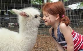 Keeping dogs and cats at our home, but there are many different animals that can also be good pets. 1001 Ideas For Unusual And Exotic Pets You Can Legally Own