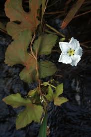 Image result for Lagenaria breviflora