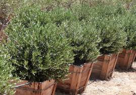 Image result for Olea europaea