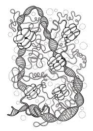 Dna And Histones Coloring Page Etsy Coloring Pages Biology Art Dna Drawing