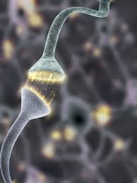 Scanning Electron Microscope Images Reveal Firing Synapses Microscopic Microscopic Photography Electron Microscope Images