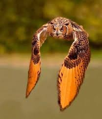 Birds Of Prey Full Movie Free Reddit Reddit The Front Page Of The Internet Birds Of Prey Birds Owl