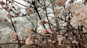 Was bluht im winter gartennatur reaktionen blumen garten winter can be beneficial inspiration for those who seek an image according specific categories. Winterschneeball Scheinhasel Kornelkirsche Diese Straucher Bluhen Im Winter Mdr De