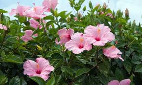 L'althéa, la plante nationale de la corée du sud, pousse bien dans un climat tempéré. Hibisco Caracteristicas Y Cuidados