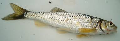 Barilius bendelisis is a fish in genus barilius of the family cyprinidae. Tips For Barilius Sp