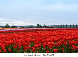 We did not find results for: Flowers Stock Photo And Image Collection By Nadia Borisevich Shutterstock