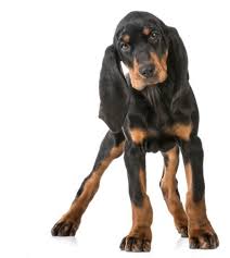 Black And Tan Hound Dog Black And Tan Coonhounds For Sale Blackandtancoonhounds Blackandtancoonhoundpuppies Coonhound Coonhoundpuppies Coonhound Puppy Hound Puppies Coonhound