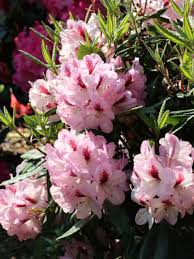 Finden sie bei plantopedia alles wissenswerte über rhododendren und ihre blütezeit. Rhododendron Herbstfreude Rhododendron Hybride Herbstfreude Baumschule Horstmann