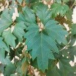 Image result for Cissus alata