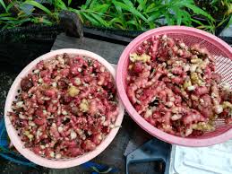 Zingiber officinale roscoe) merupakan sejenis tumbuhan yang selalu digunakan sebagai rempah perasa dalam masakan. Halia Bara Myagri Com Mymyagri Com My