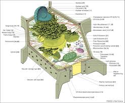 Metabolic signatures also distinguished cr and. The Illuminated Plant Cell Trends In Plant Science