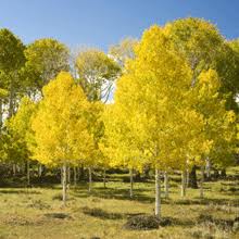 We did not find results for: Goldspire Ginkgos For Sale Brighterblooms Com