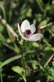 Flora Mirabilis Anemone Coronaria Anemone Anemone Flower Flowers