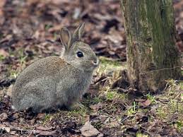 Da diese tiere in der regel eingesperrt sind und keinerlei möglichkeit. Was Hilft Gegen Wildkaninchen Jagen Vergiften Oder Vertreiben Archiv