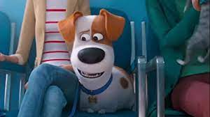 Pets are life is a mobile pet services company both in the uk in the paddockwood area in kent and in johannesburg's northern suburbs, south africa. The Secret Life Of Pets 2016 Imdb
