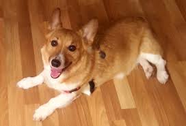 Help over 180,000 pets, that are available through rescues and shelters, find a home. Home Sunshine Corgi Rescue