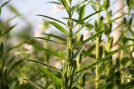 Image result for Sesamum parviflorum