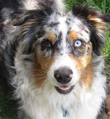 Adopt australian shepherd dogs in ohio. Australian Shepherd Rescue In Michigan Home Facebook