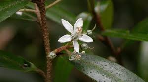 Image result for Rutaceae