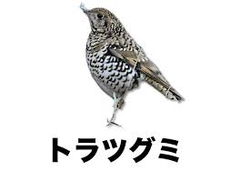 Image result for トラツグミ