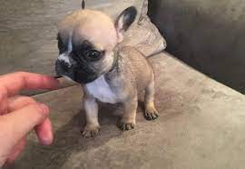 Sheboygan county, plymouth, wi id: French Bulldog Puppy For Sale Adoption Rescue For Sale In Marshfield Wisconsin Classified Americanlisted Com