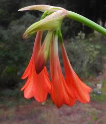 Image result for Cyrtanthus galpinii