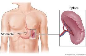 The Spleen Human Anatomy Picture Definition Function And Related Conditions Chinese Medicine Traditional Chinese Medicine Tcm Traditional Chinese Medicine