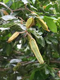 The ice cream bean tree is a native of central and south america and grows to a height of 18m and a width of about 6m. Ice Cream Bean Tree Inga Edulis Urban Tropicals