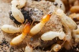 Products & services this company offers termite and pest control. Pegasus Pest Control