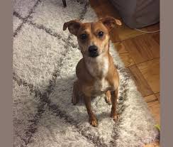 Dachshunds are naturally cute dogs so imagine them mixed with a husky. Embark Dog Dna Test Breed