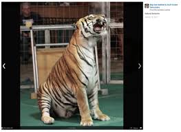 Places sarasota, florida big cat habitat gulf coast sanctuary. Find The Big Cat In The Picture Dont Spoil It Hexopict Wall Ideas