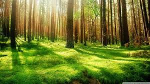 Forest wallpapers for 4k, 1080p hd and 720p hd resolutions and are best suited for desktops, android phones, tablets, ps4 wallpapers. 60 Beautiful High Resolution Desktop Wallpapers Forest Scenery Forest Background Forest Wallpapers
