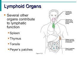 Lymphatic System Notes Lymphatic System Notes Lymphatic System Lymphatic