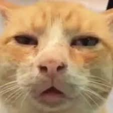 Listen to bolinha de queijo (versión tik tok) by gerardo in Gym playlist  online for free