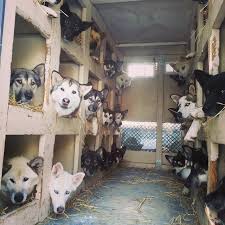 Visit The Kennels At Denali Numerous Dogs In Dog Boxes In The Back Of A Truck Dog Kennel Dog Sledding Dog Box