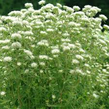 Image result for Phymaspermum