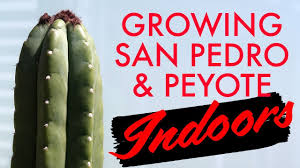 Peyote cactus was considered a god by the cultures of the southwestern united states and northern mexico. Growing The San Pedro Peyote Indoors Trichocereus Pachanoi Lophophora Williamsii Youtube