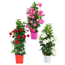 Image result for dipladenie sanderi obrázek