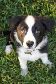 My Beautiful Border Collie Puppy Dexter 3 Border Collie Puppies Collie Puppies Dog Obsessed