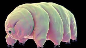 Three years later, the italian clergyman and scientist lazzaro spallanzani discovered that they had superpowers. Crashed Spacecraft May Have Left Tiny Tardigrades On The Moon Cnn