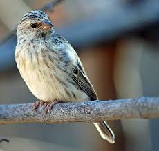 Maybe you would like to learn more about one of these? 70 Jenis Burung Liar Yang Ada Di Indonesia Kicauan Hias Dan Tarung