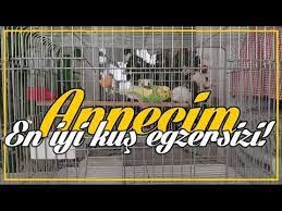 annecim insan ve kus sesinden muhabbet kusu konusturma egzersizi youtube kus muhabbet kuslari egzersiz