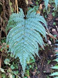 Image result for Arachniodes webbiana