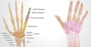 Related online courses on physioplus. Common Hand Injuries Arthritis And Trigger Finger Hss